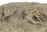 Two Fossil Crinoids (Cyathocrinites & Taxocrinus) - Crawfordsville #188700-3